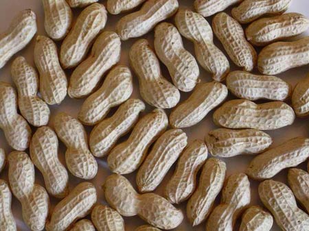 Groundnuts Kernels / Peanuts