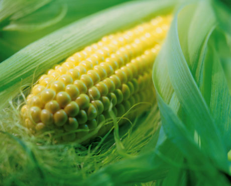 Maize / Corn