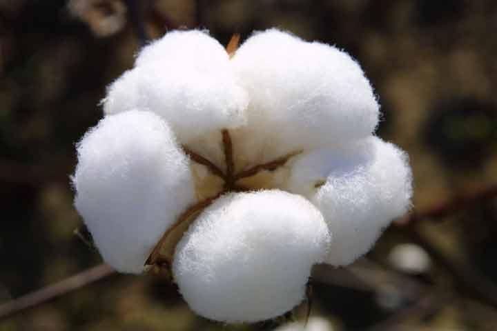 Raw Cotton (Shankar 6)